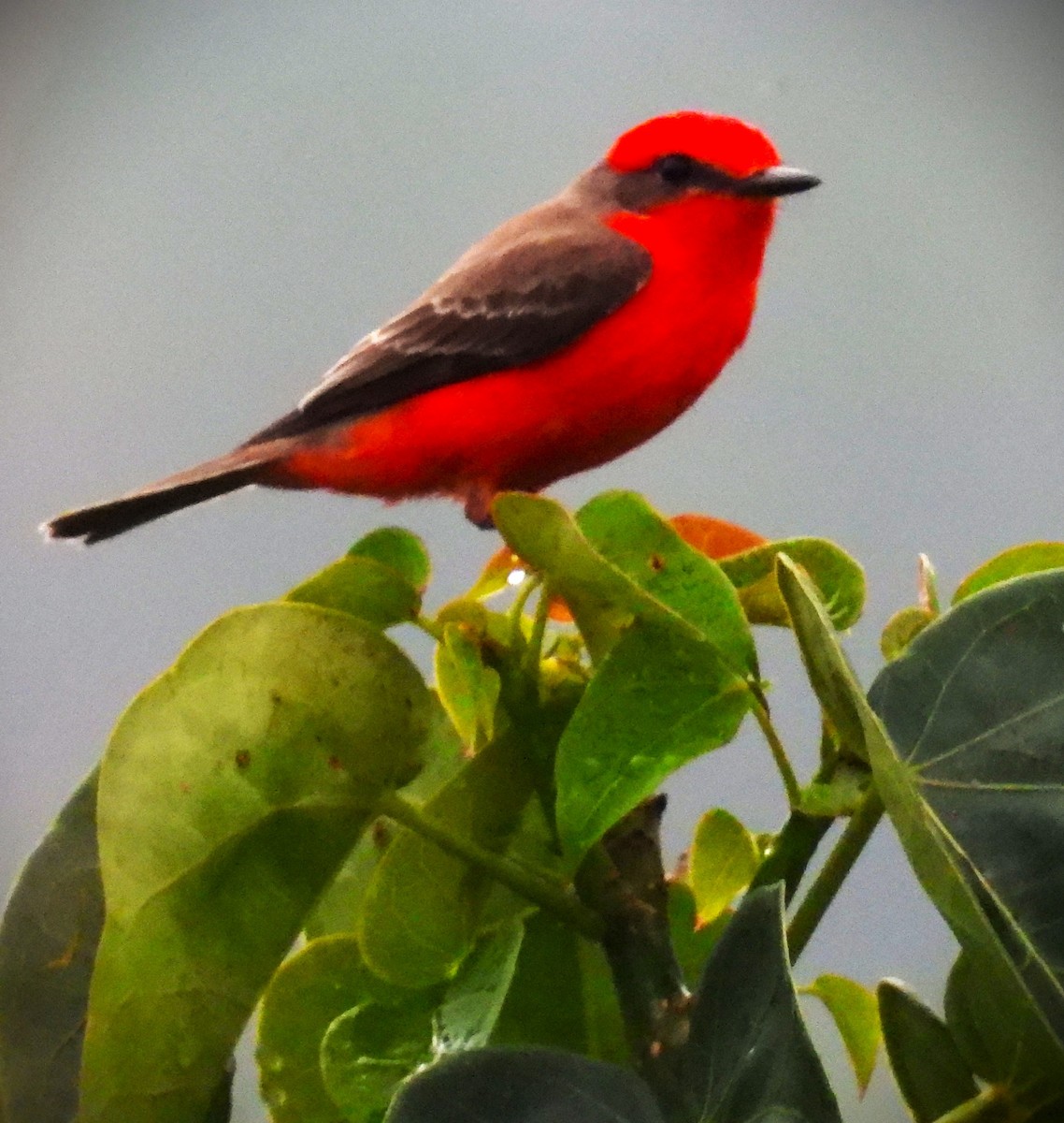 Vermilion Flycatcher - ML629428327