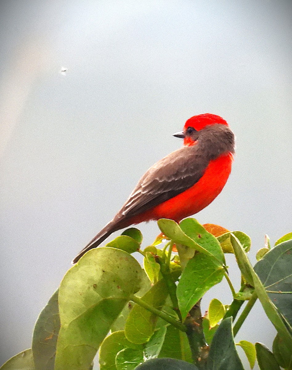 Vermilion Flycatcher - ML629428328