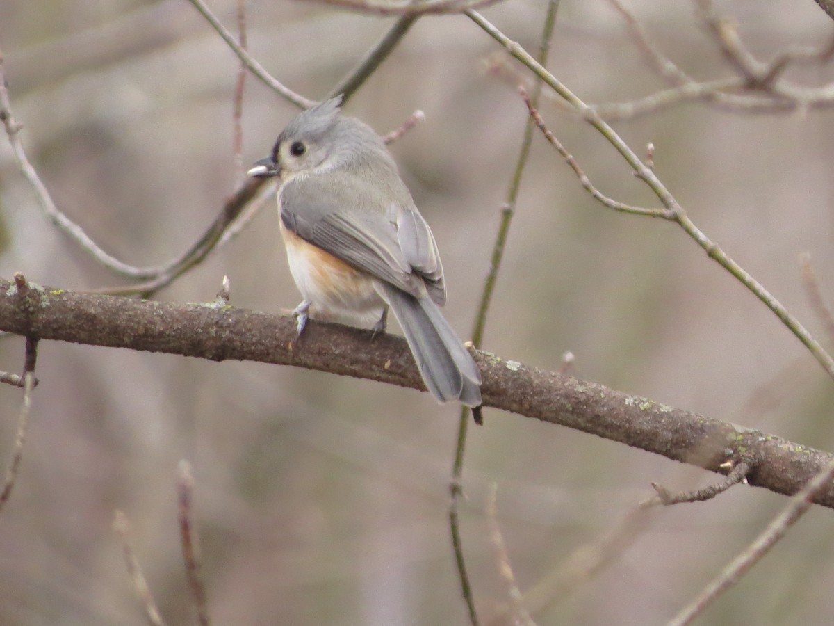 Tufted Titmouse - ML629428332