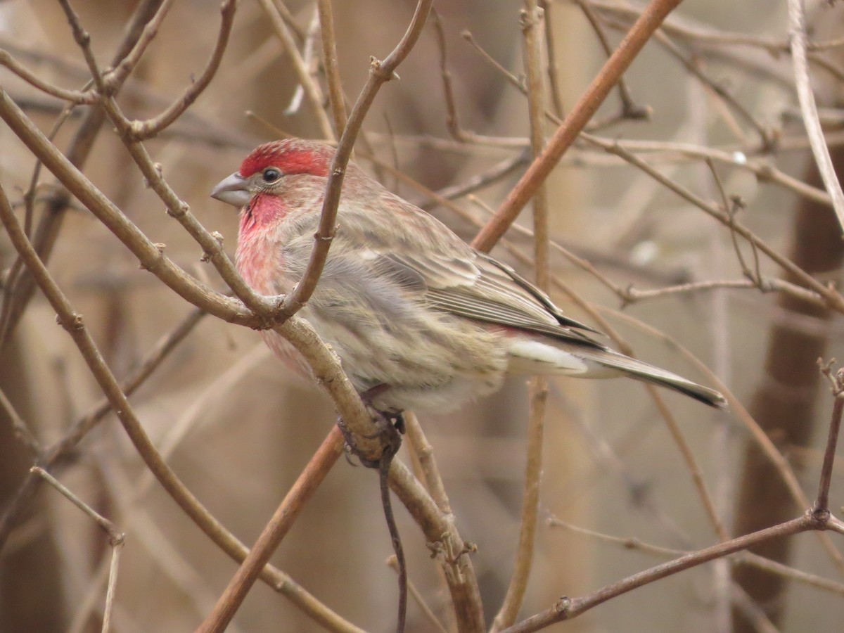 House Finch - ML629428337