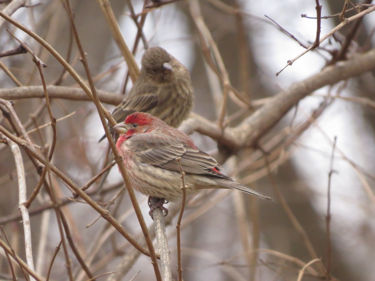 House Finch - ML629428338