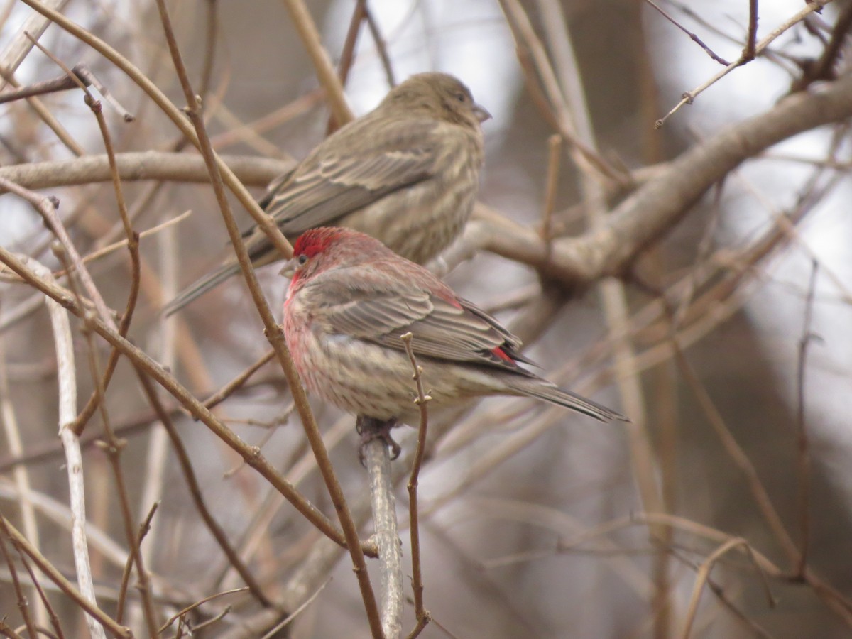 House Finch - ML629428339