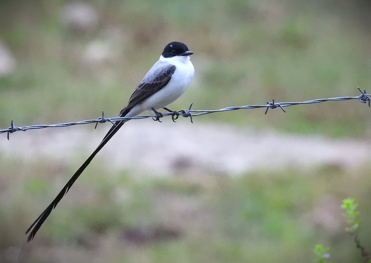 Fork-tailed Flycatcher - ML629428347