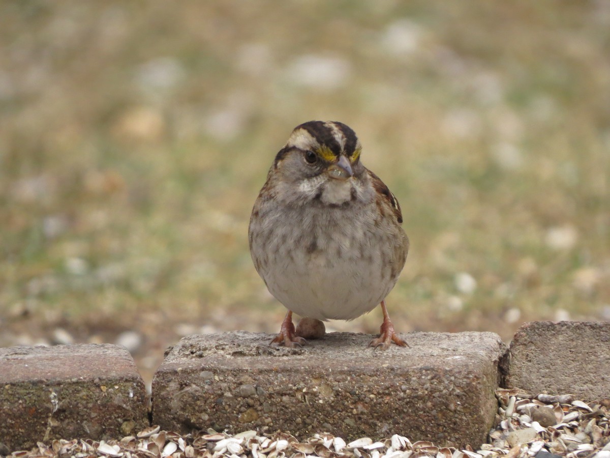 White-throated Sparrow - ML629428349