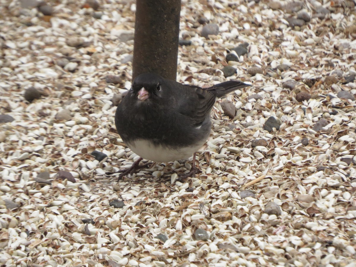 Dark-eyed Junco - ML629428354