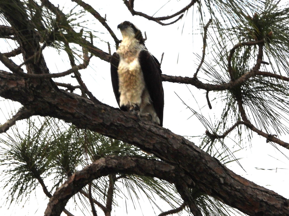 Falco pescatore - ML629428365