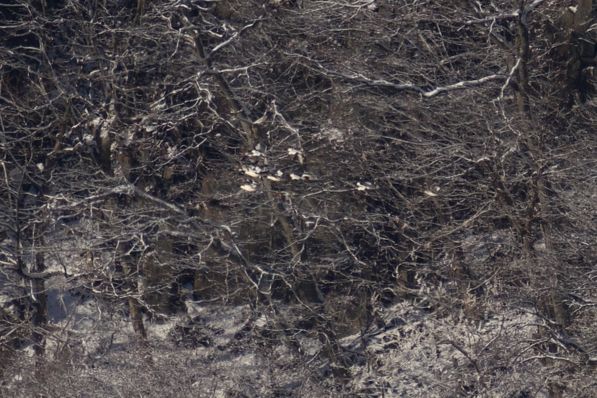 Common Merganser - ML629428720