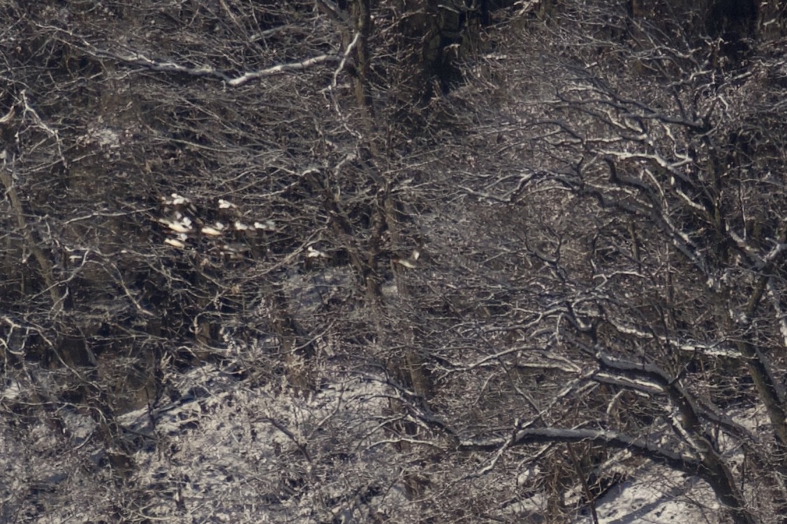 Common Merganser - ML629428721