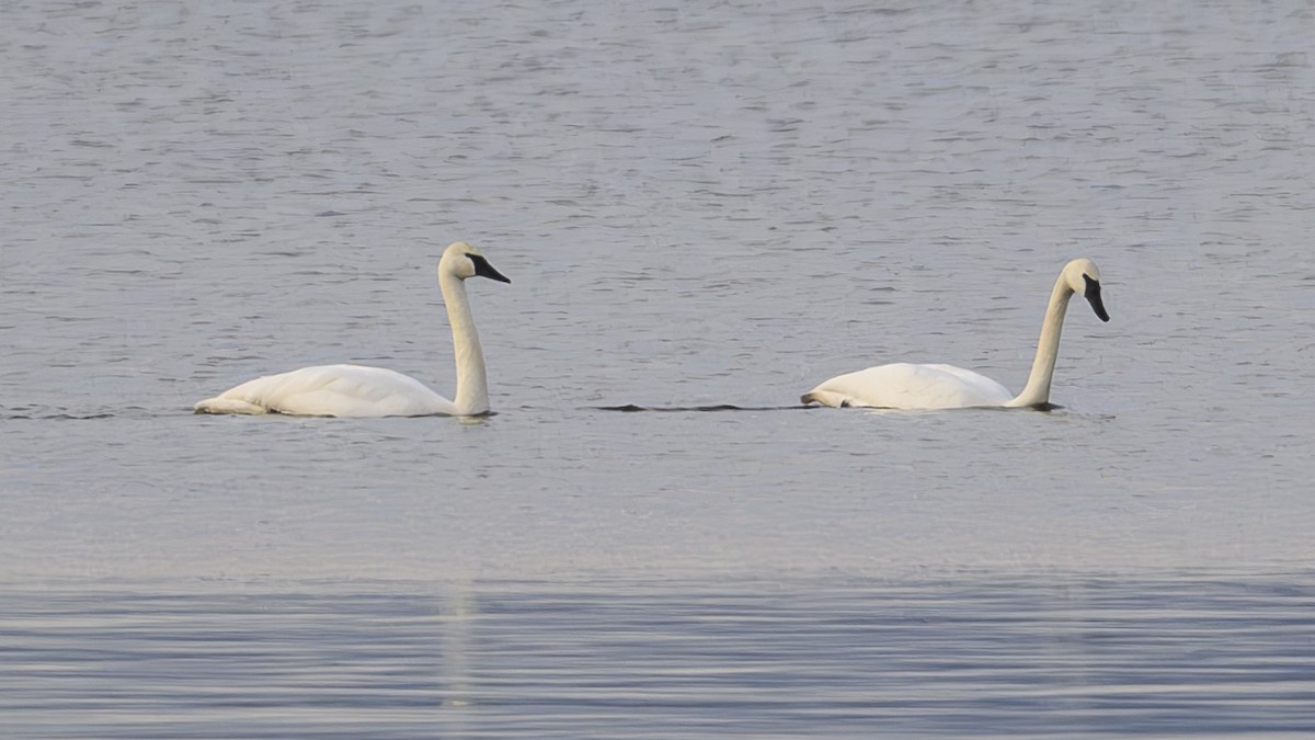 Trumpeter Swan - ML629428723