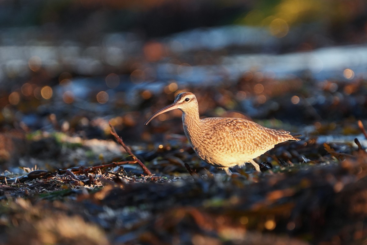 Whimbrel (Hudsonian) - ML629428728