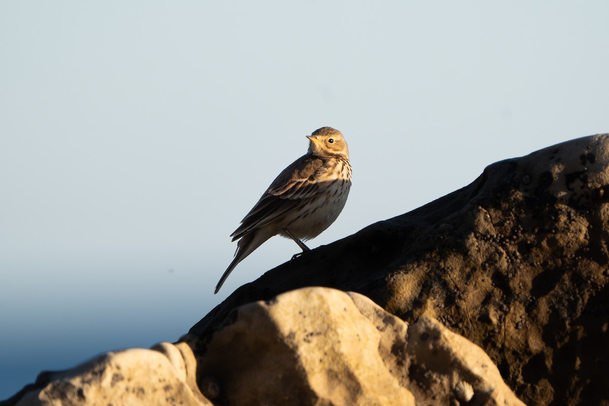 American Pipit - ML629428731