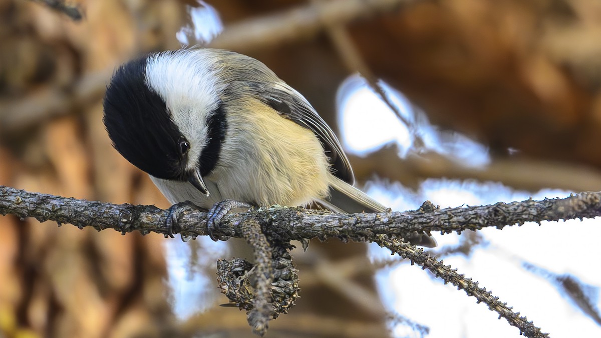 Black-capped Chickadee - ML629428764