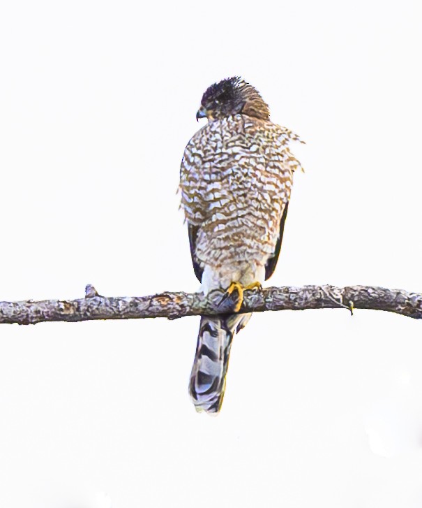 Cooper's Hawk - ML629428767