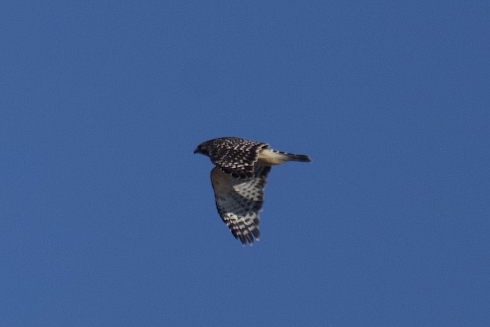 Red-shouldered Hawk - ML629428807