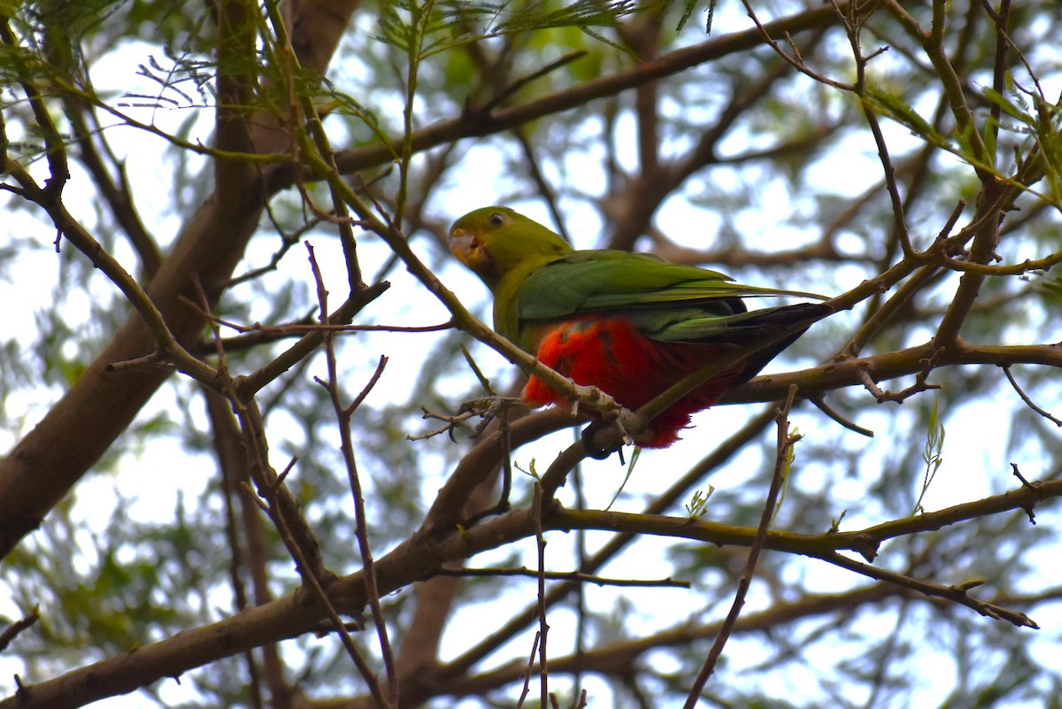 Australian King-Parrot - T Norris