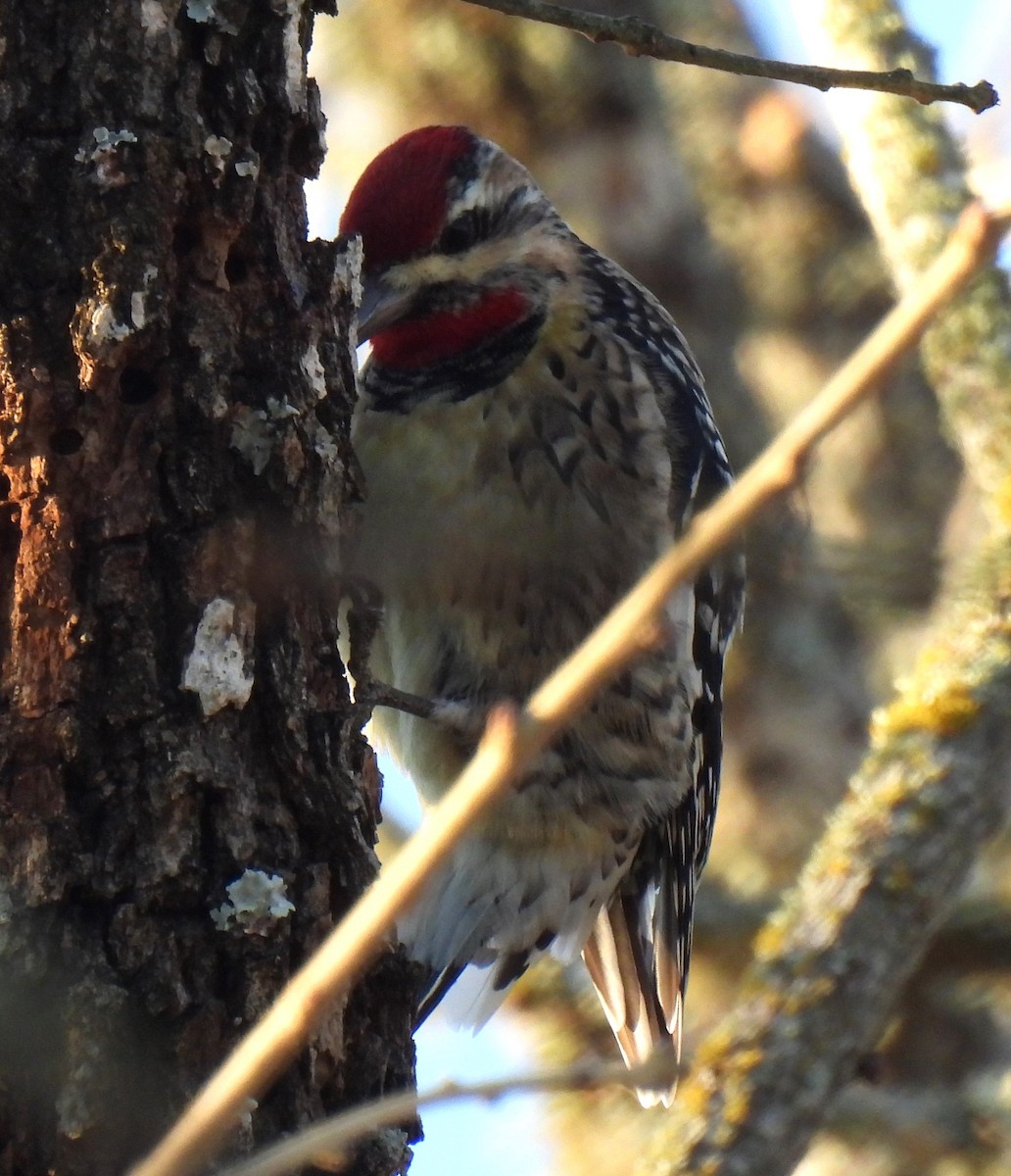 Yellow-bellied Sapsucker - ML629429067