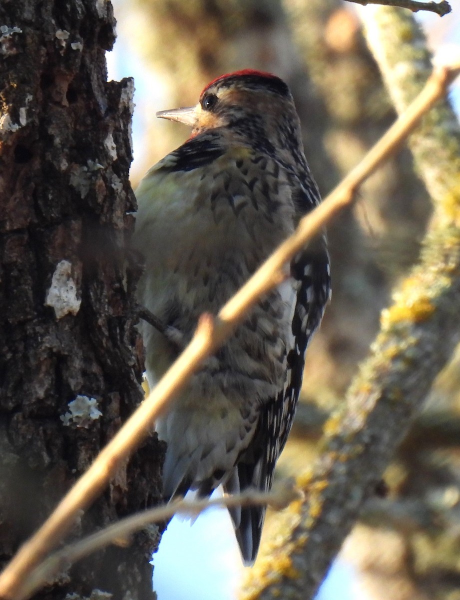Yellow-bellied Sapsucker - ML629429082