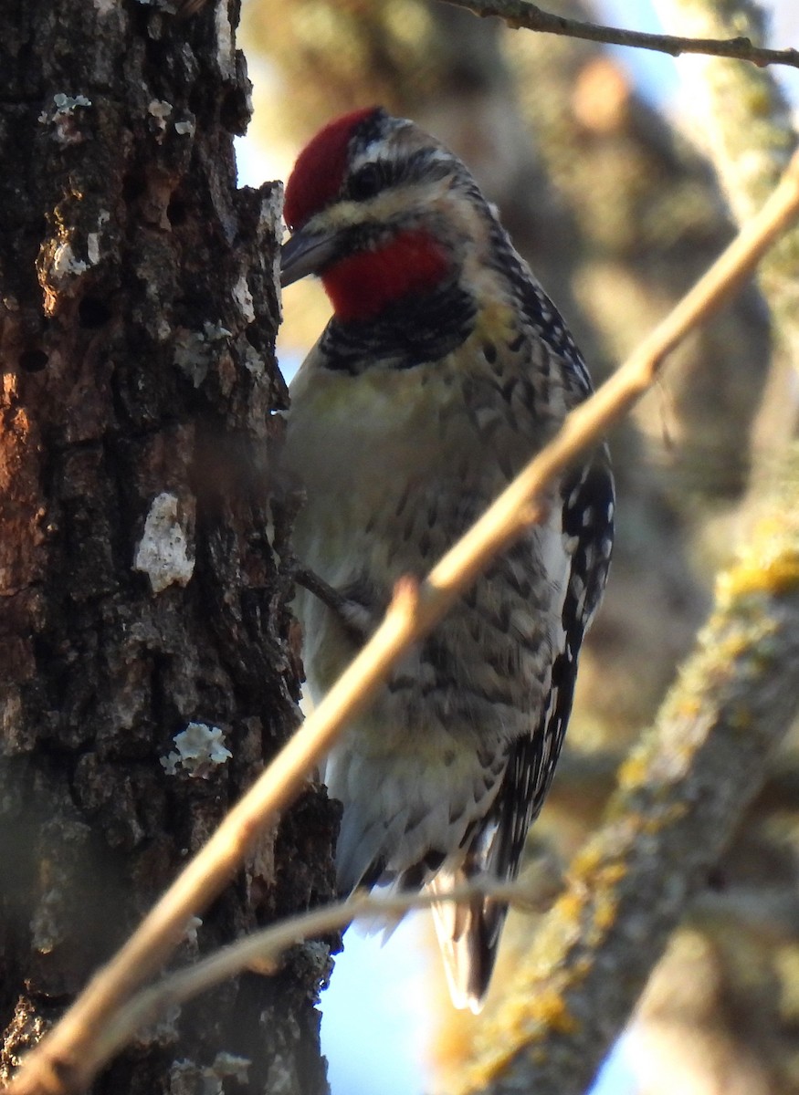 Yellow-bellied Sapsucker - ML629429088