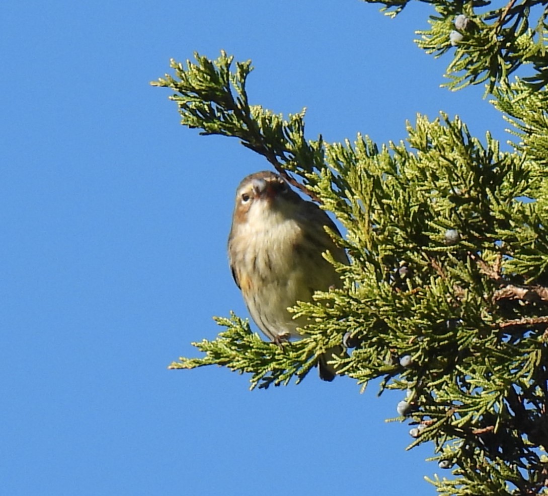 Yellow-rumped Warbler (Myrtle) - ML629429110