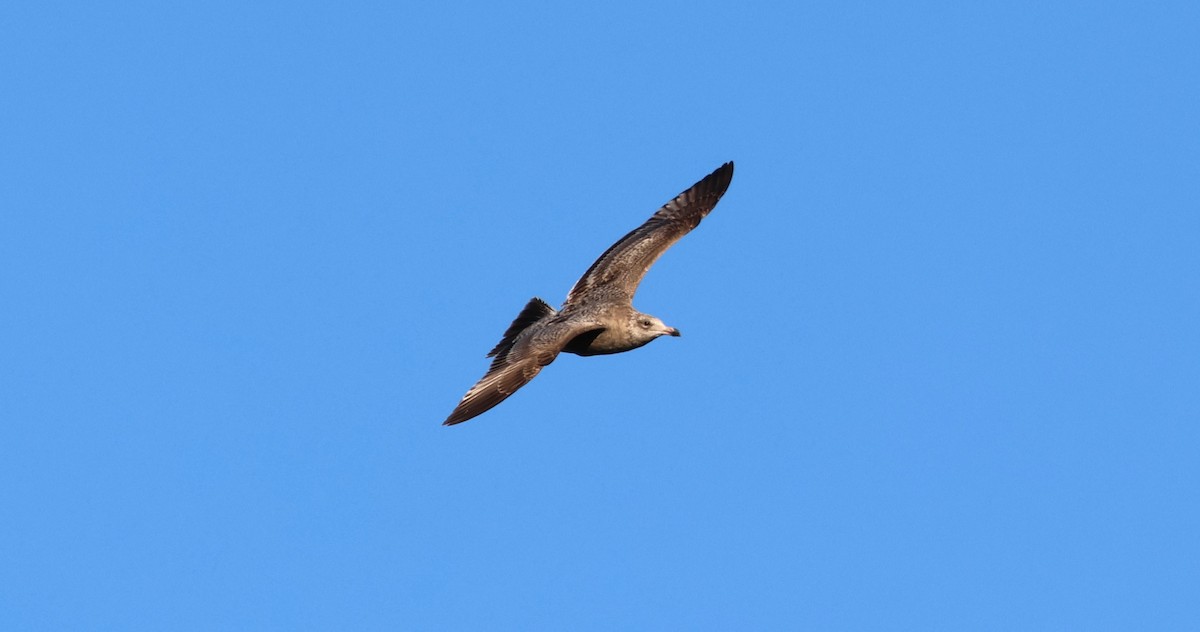 American Herring Gull - ML629430048