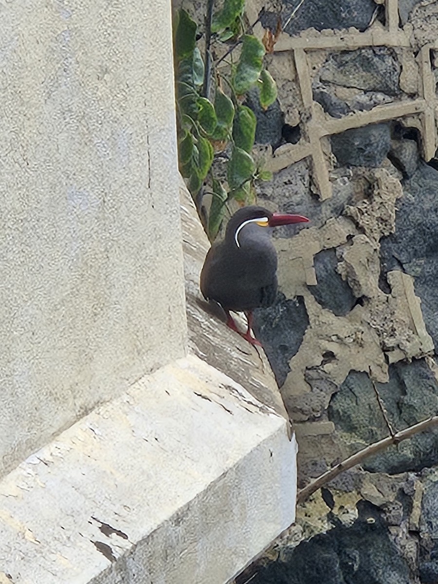 inkaterne - ML629430119