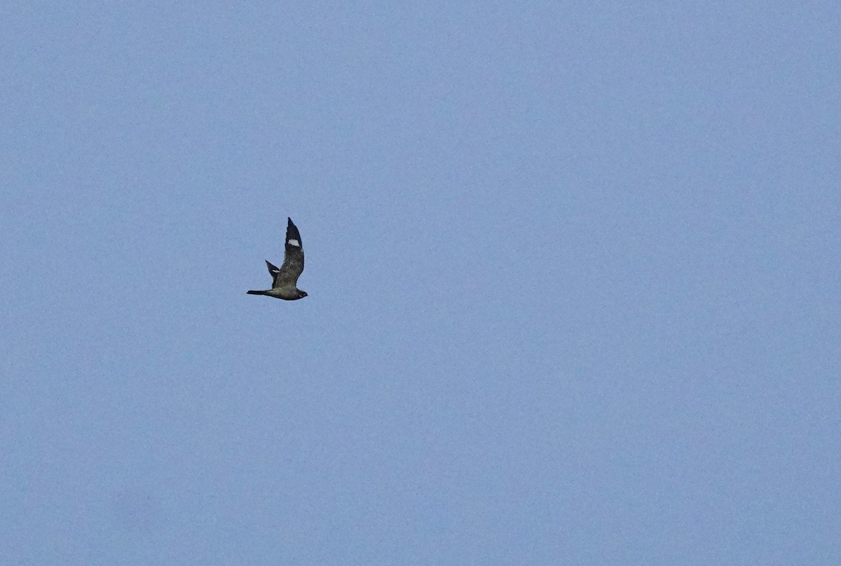 Common Nighthawk - ML629430268