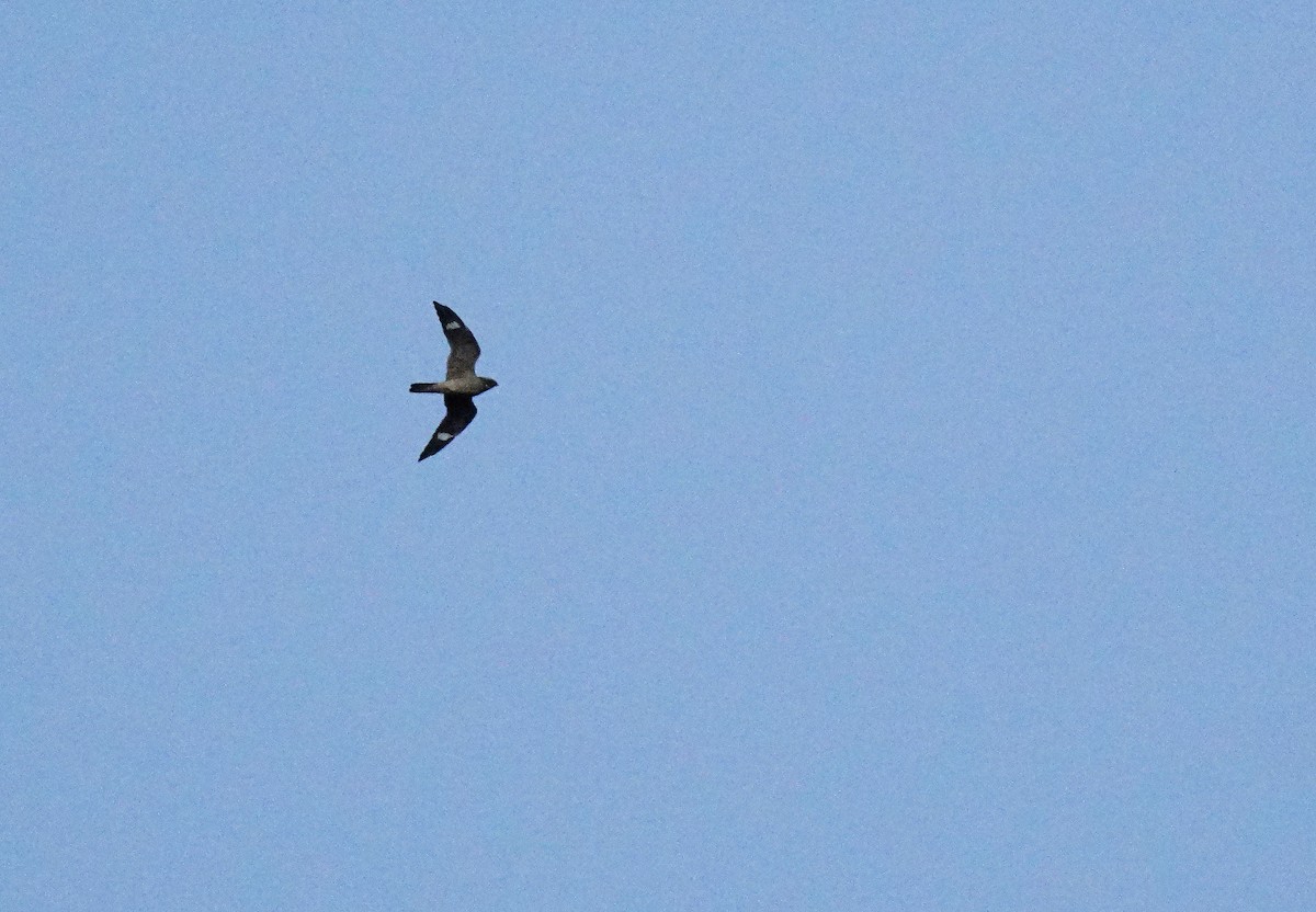 Common Nighthawk - ML629430270