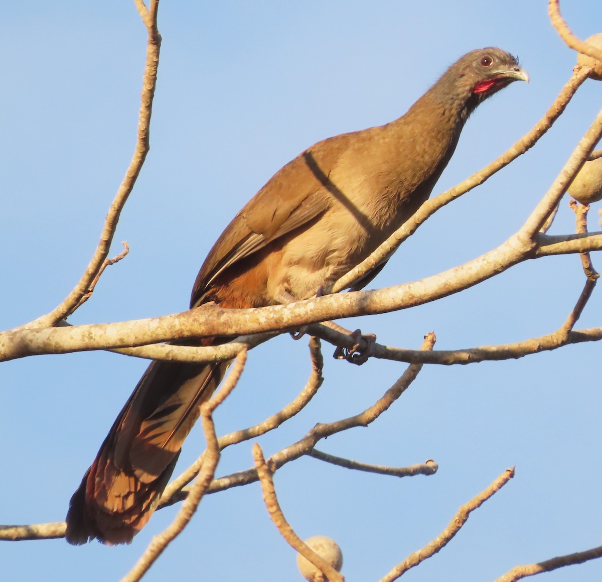 Rufous-vented Chachalaca - ML629430359