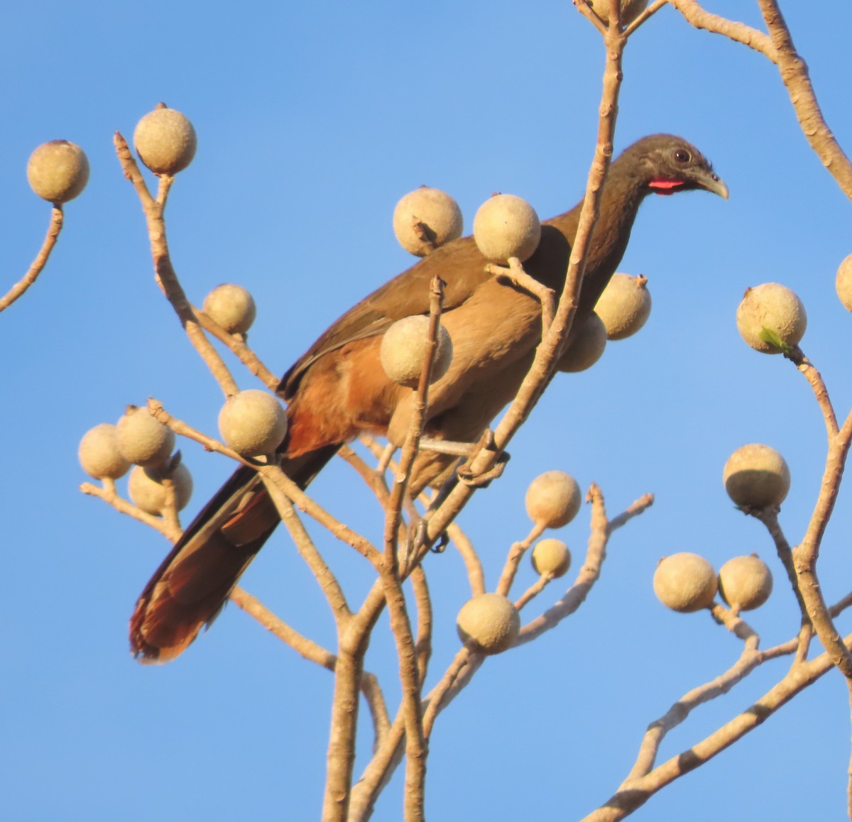 Rufous-vented Chachalaca - ML629430360