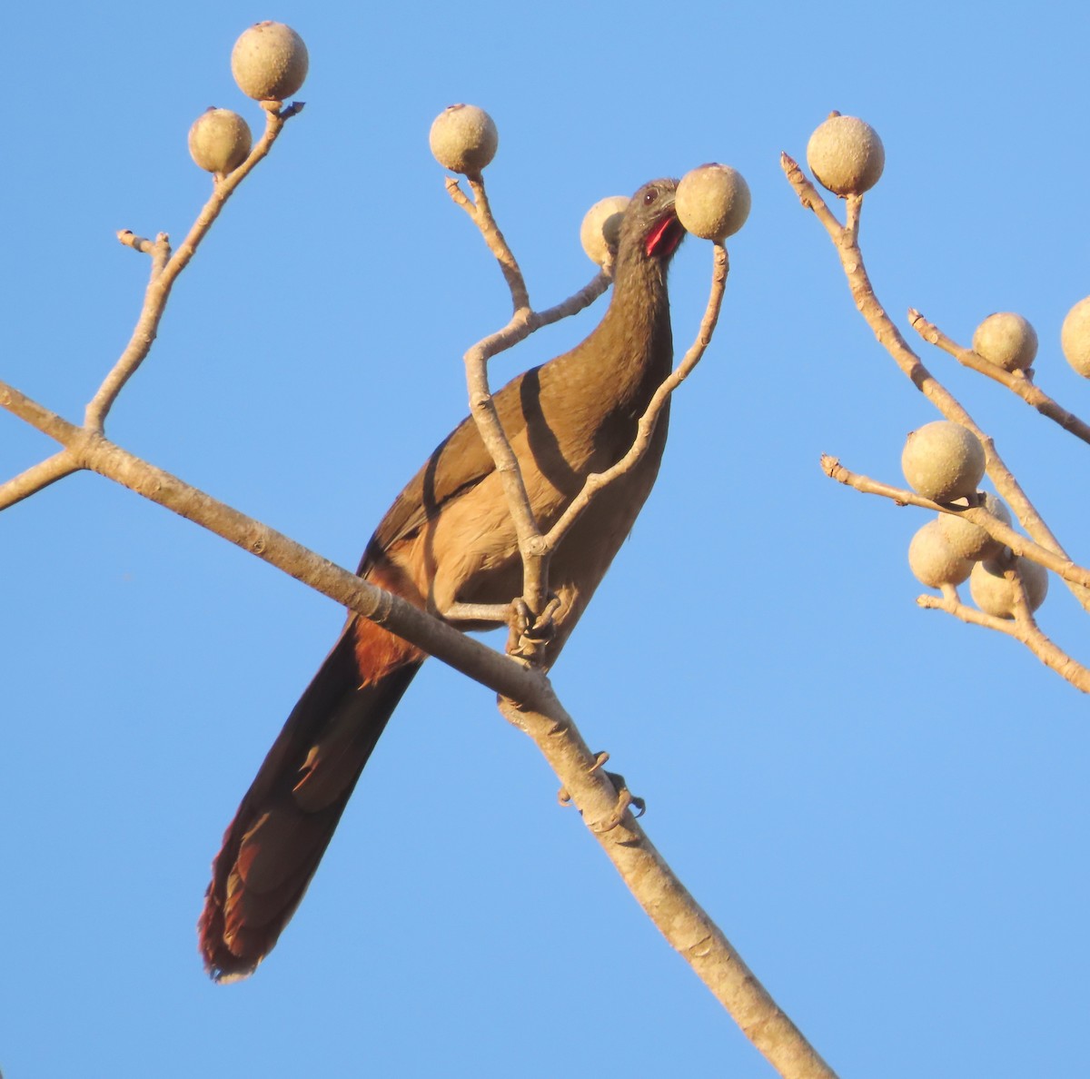 Rufous-vented Chachalaca - ML629430363