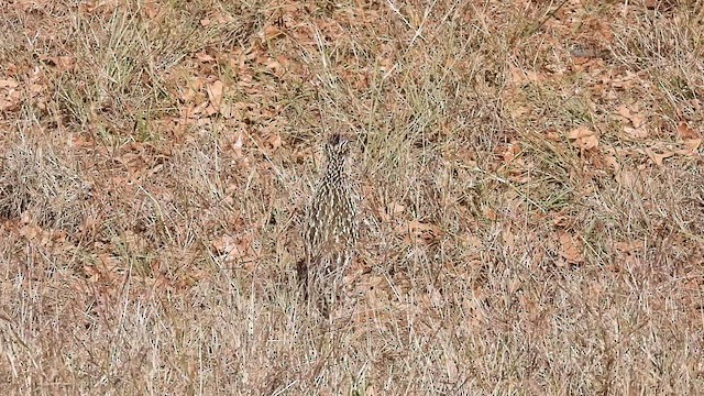 Greater Roadrunner - ML629431017