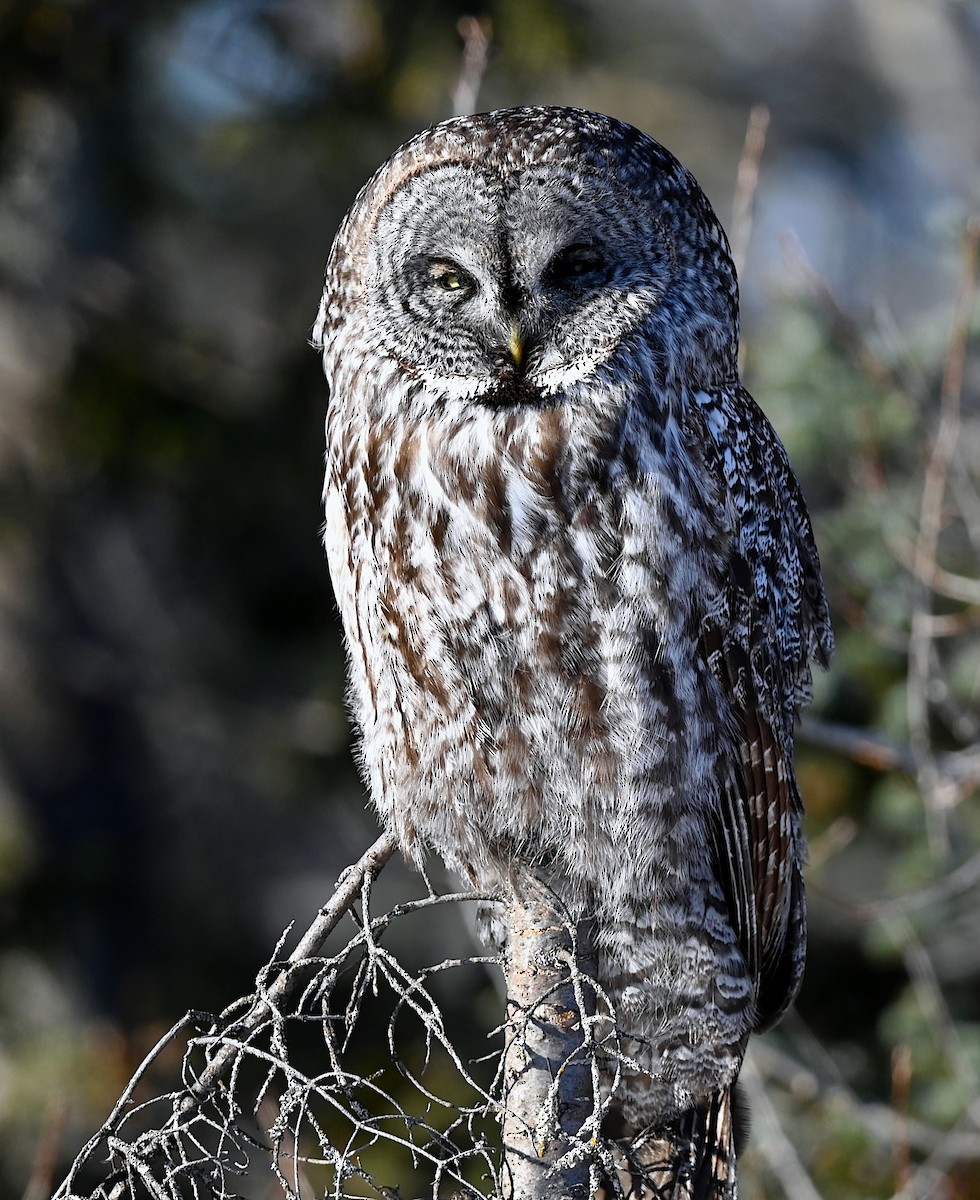 Great Gray Owl - ML629431098