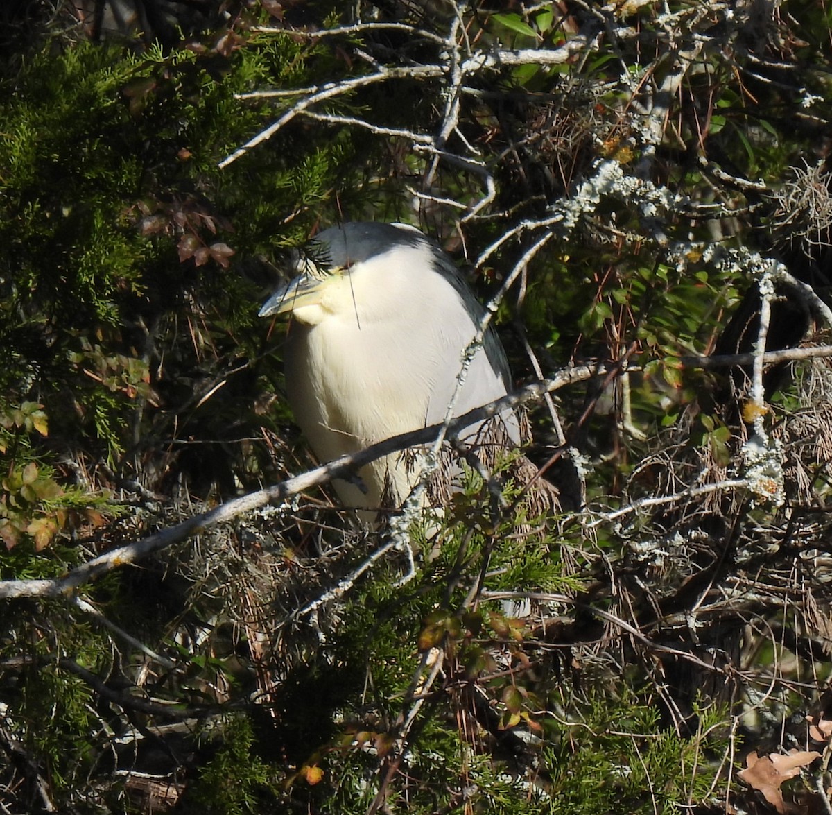 Black-crowned Night Heron - ML629431540