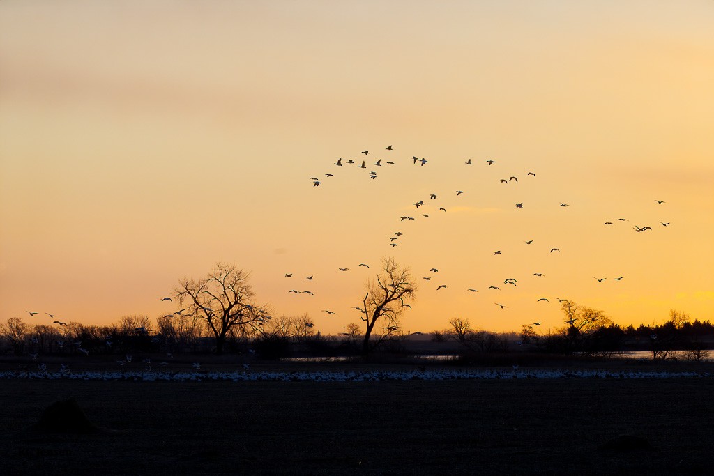 Snow Goose - ML629431703