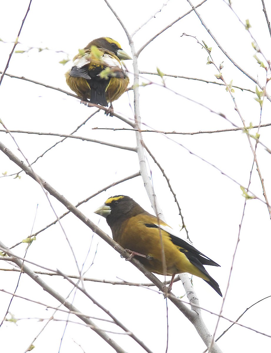 Evening Grosbeak - ML629431711
