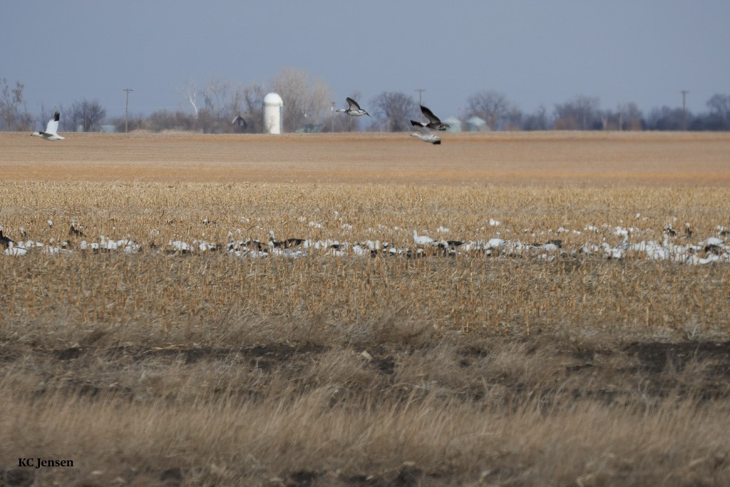 Snow Goose - ML629431748