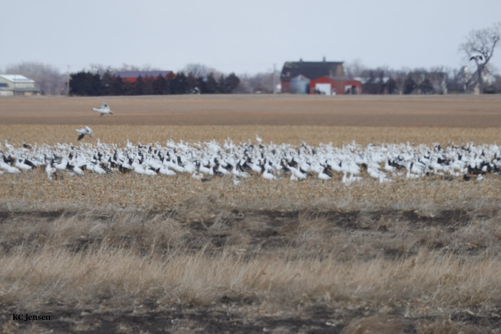 Snow Goose - ML629431749