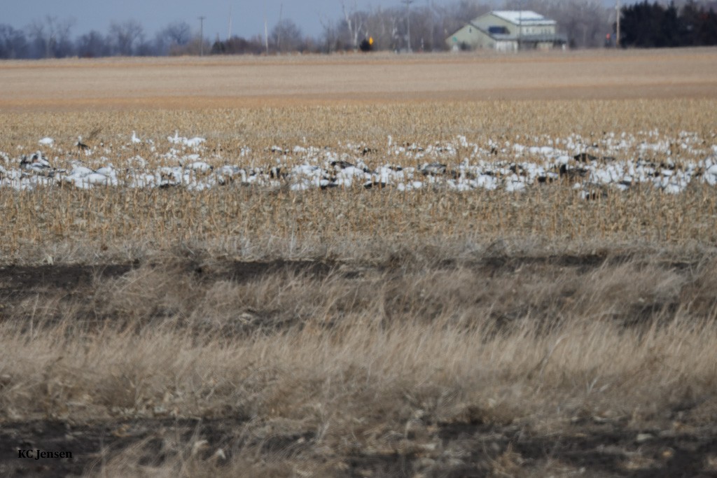 Snow Goose - ML629431750