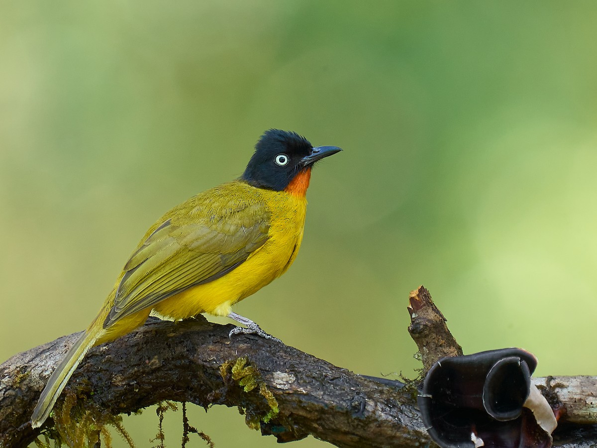 Flame-throated Bulbul - ML629431768