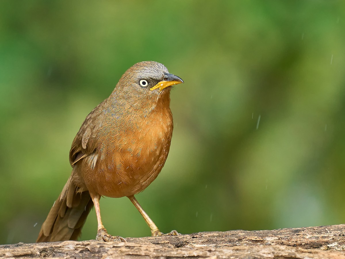 Rufous Babbler - ML629431795