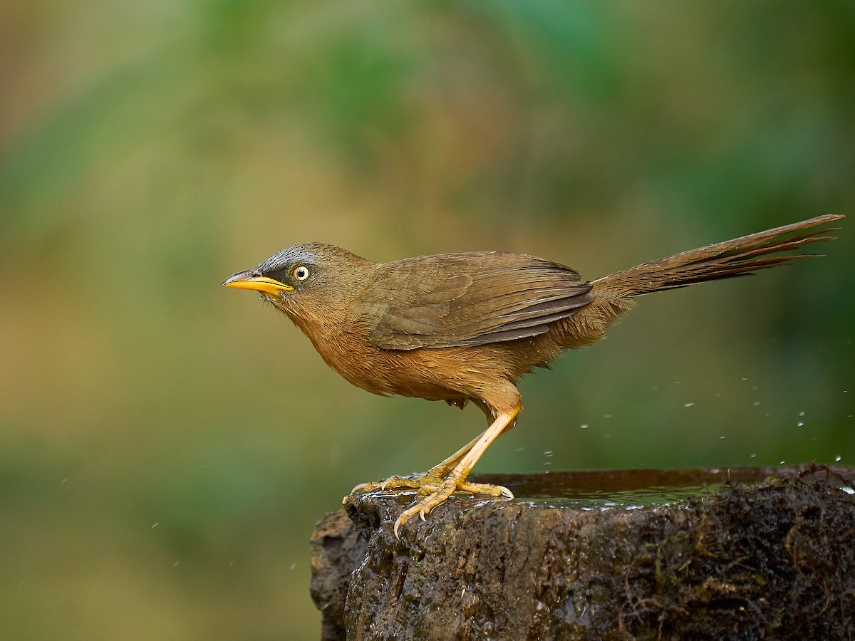 Rufous Babbler - ML629431798