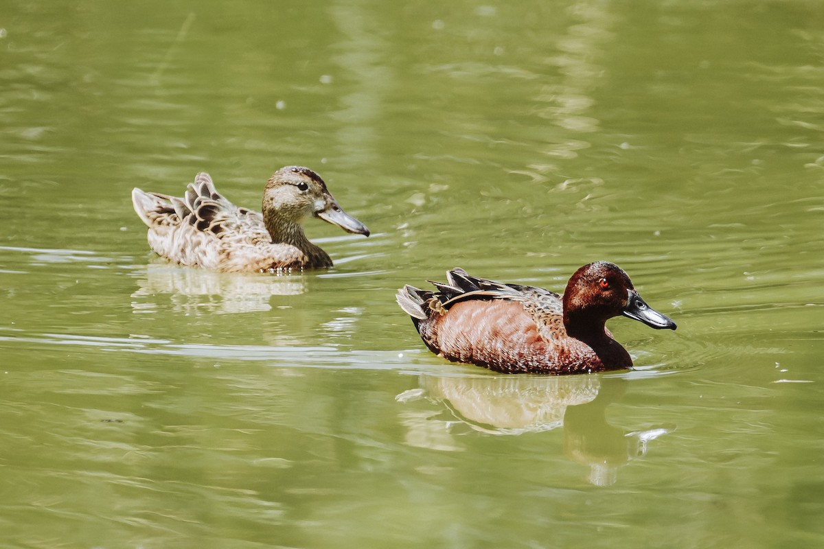 Cinnamon Teal - ML629431862