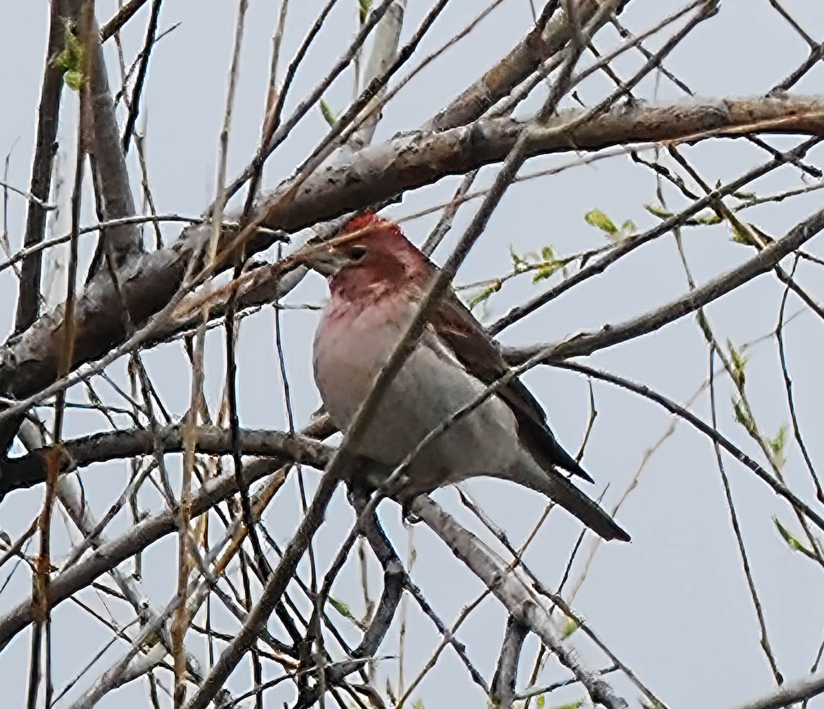 Cassin's Finch - ML629431896
