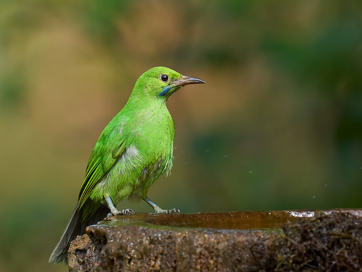 Golden-fronted Leafbird - ML629431900