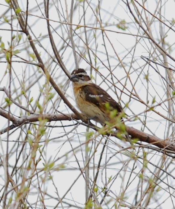 Rose-breasted Grosbeak - ML629431927
