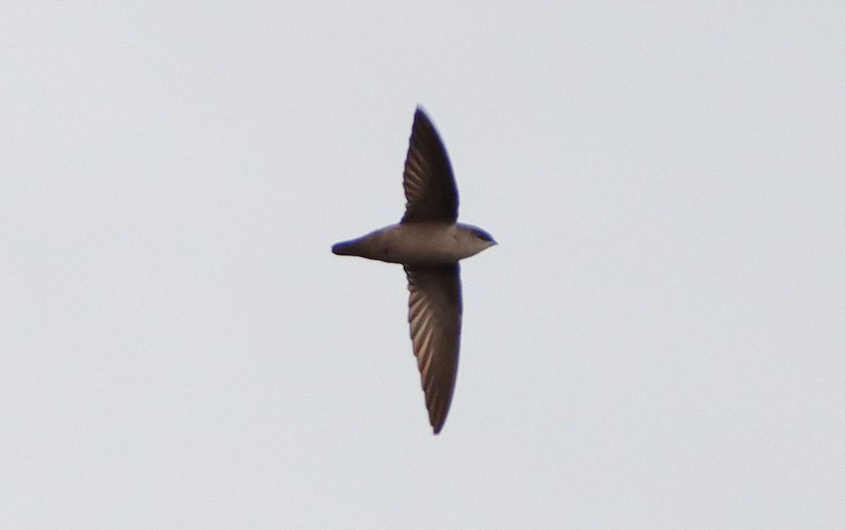 Vaux's Swift - ML629431942