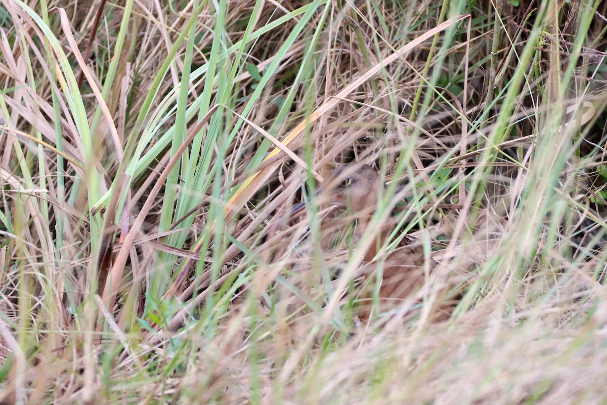 King Rail - ML629431966