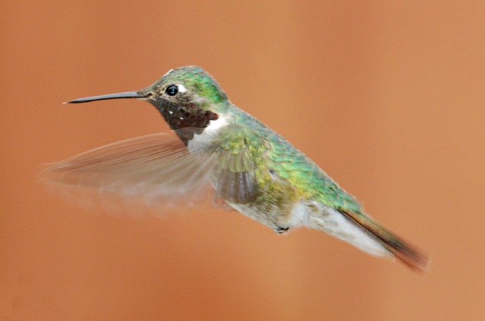 Broad-tailed Hummingbird - ML629432004