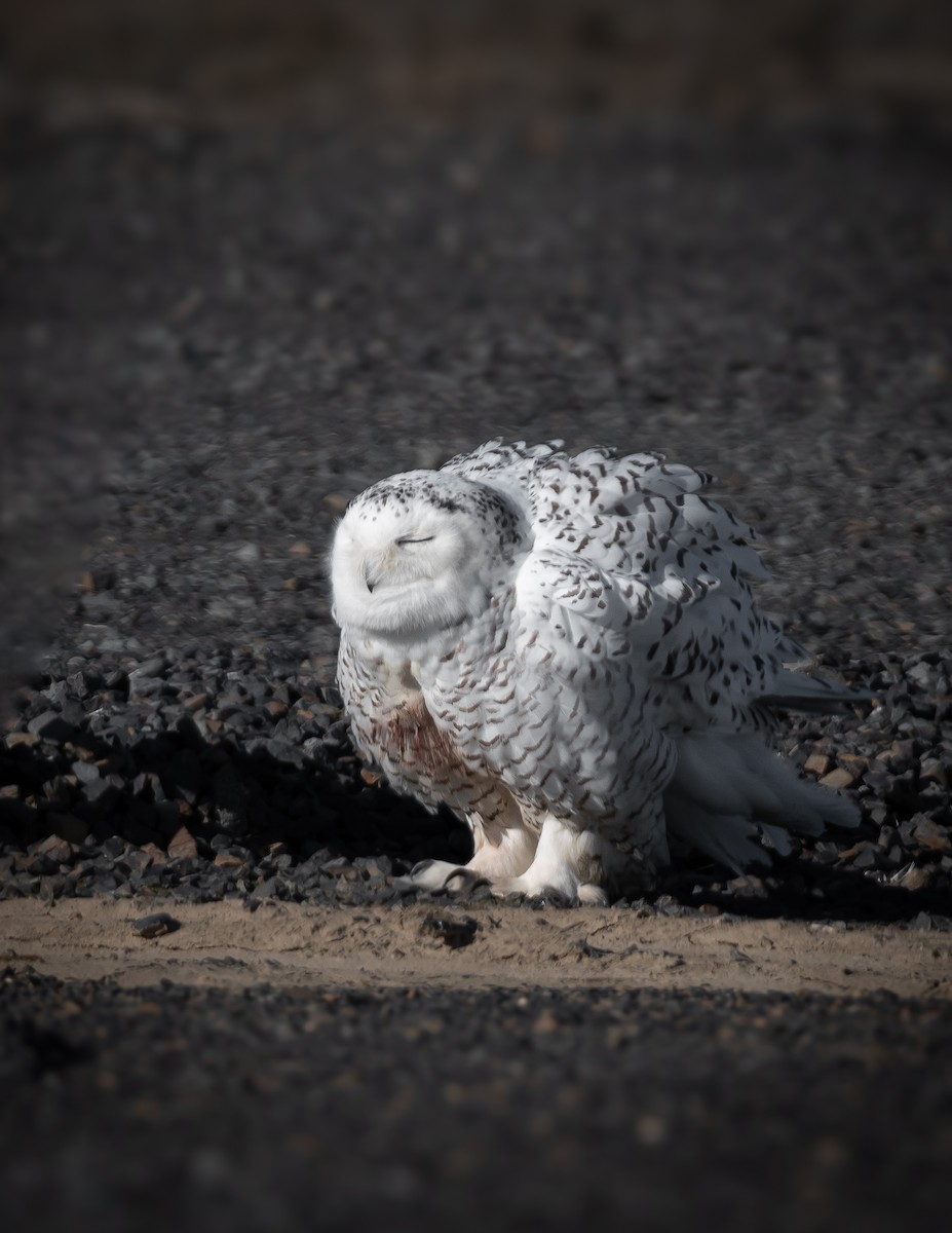 Snowy Owl - ML629432054