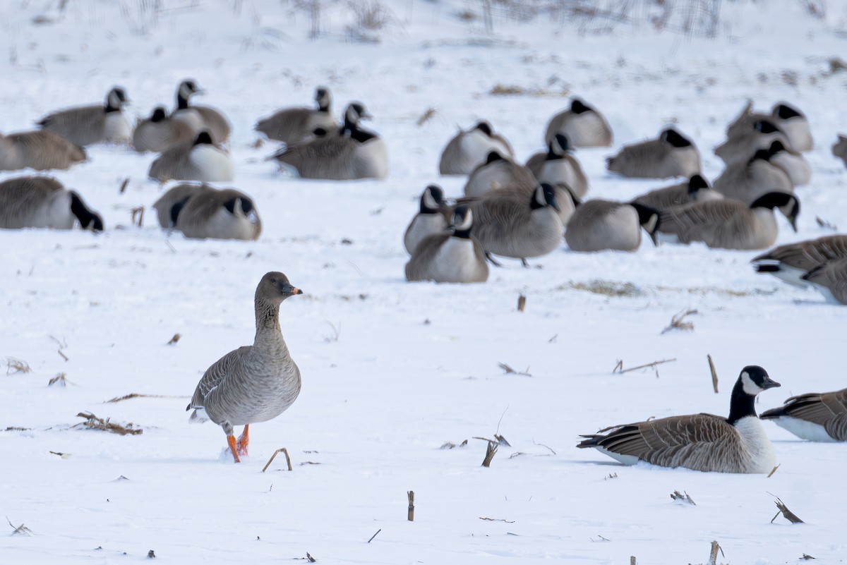 Tundra Bean-Goose - ML629432093